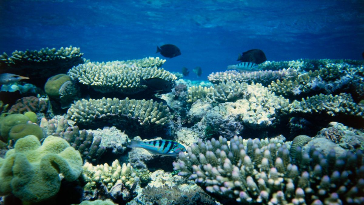 Koráli blednou. Velký bariérový útes tvrdě zasáhly změny klimatu